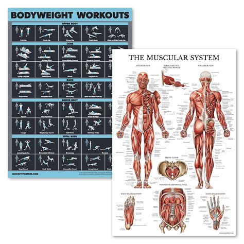 Buy 2 Pack Bodyweight Workouts And Muscular System Anatomy Set
