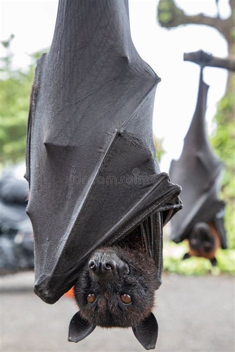 Close Up Of A Giant Bat Hanging Upside Down Stock Photo Image Of