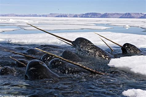 Narwhal Whale Animals Species