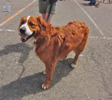 Dog Of The Day Melvin The Red Bernese Mountain Dog The Dogs Of