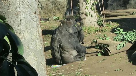 5 Dec 2017 Gorilla At Ueno Zoo Tokyo Japan Youtube