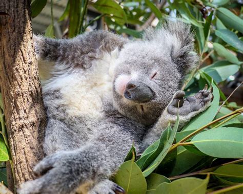 Pin By Kimberly Vredeveld Parson On Koalas Koala Bear Koala Bear