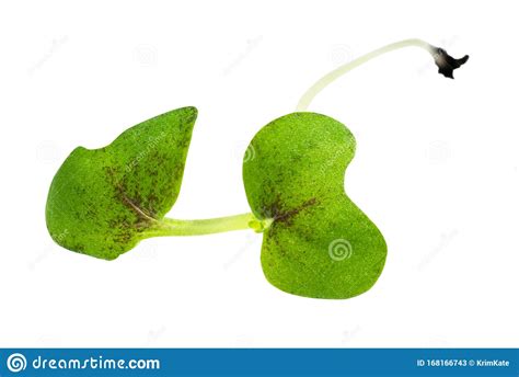 Leaves Of Fresh Green Mustard Cress Cutout Stock Image - Image of ...