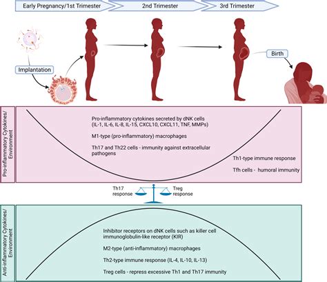 Frontiers Maternal Obesity And The Impact Of Associated Early Life