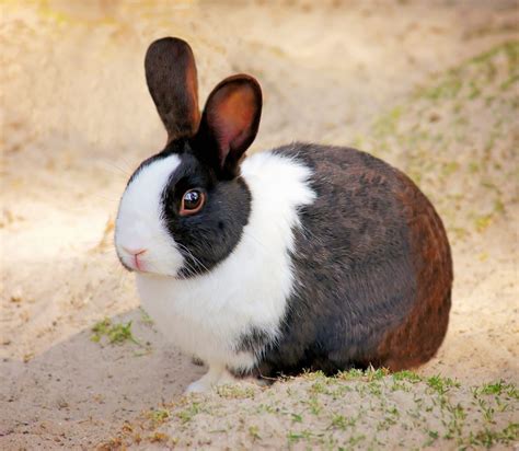 White And Brown Rabbit Free Image Peakpx