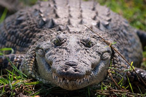 Whats The Difference Between An Alligator And A Crocodile The Us Sun