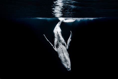 How To Photograph Humpback Whales Underwater Nature Ttl