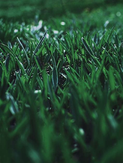 Grass Lawn Macro Free Photo On Pixabay Pixabay