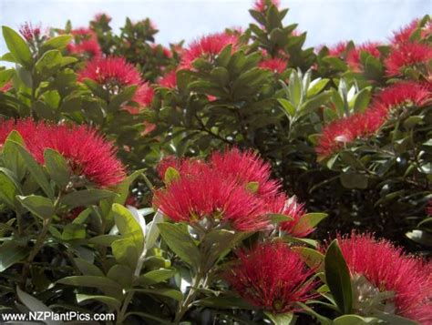 Nz garden plant photos and new zealand native plant images. A World of Reeholio: New Zealand's National Flower