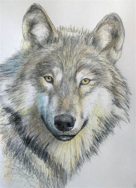 How To Draw A Wolf In Pencil Wolf Painting Wolf Drawing Cartoon