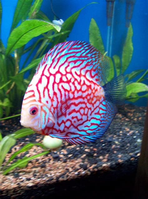 Red Map Pigeon Discus