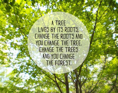 Best 35 Tree Quotes and Motivational Thoughts With Pictures