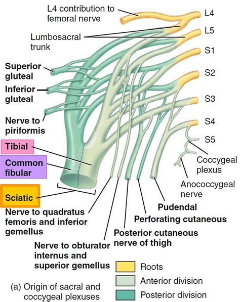 The Sacral Plexus Spinal Nerves Branches Teachmeanatomy A08