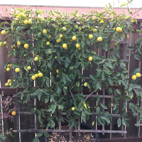 Grow Your Own Espaliered Meyer Lemon Tree In A Container Or In The
