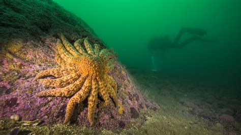 Bc Ocean Researchers Push To Help Understand Restore All But Extinct
