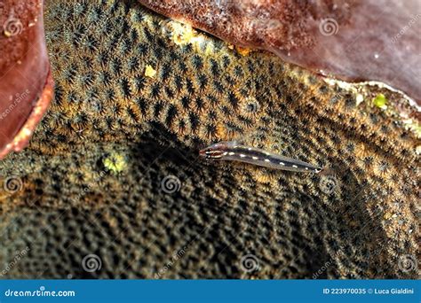 A Picture Of A Sebree S Pygmy Goby Stock Image Image Of Reef