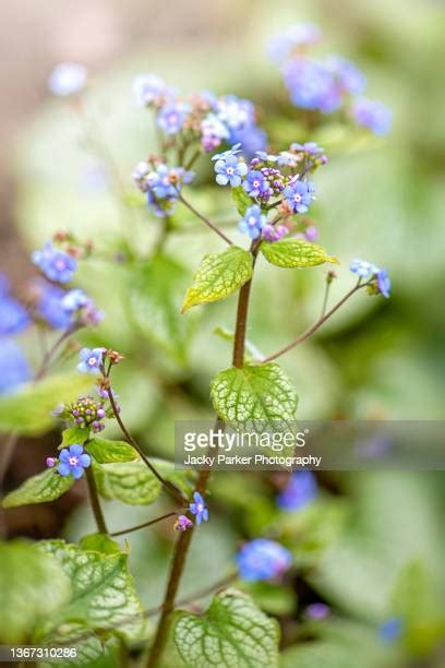 Brunnera Jack Frost Photos And Premium High Res Pictures Getty Images