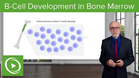 B Cell Development In The Bone Marrow Lymphocyte Development