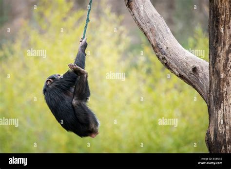 Monkey Swinging Rope Hi Res Stock Photography And Images Alamy