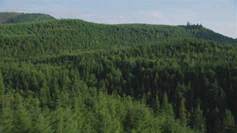 5k Stock Footage Aerial Video Of Flying Over Dense Evergreen Forest In