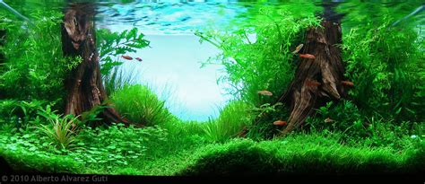 That's because the freshwater aquarium plants provide natural filtration for the water, help keep fish healthy, and can even help you breed your fish. Manage your freshwater aquarium, tropical fishes and ...
