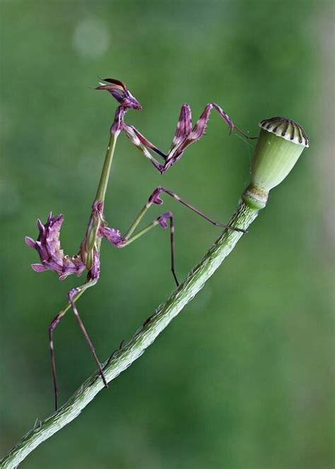 Pin By Delores Eve Bushong On Praying Mantis Praying Mantis