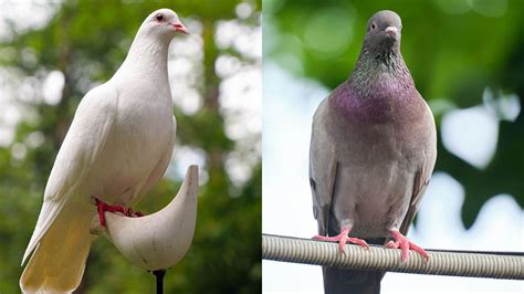 Do Doves Make Great Pets Facts Care Guide And More Pet Keen Online Store