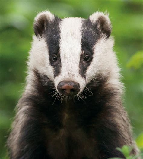 Why Do Badgers Have Black And White Faces