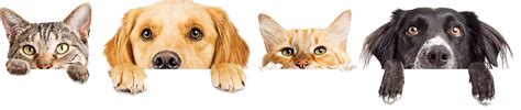 Leave your troubles, stress, and worries behind with a treat for yourself or loved ones. Pet Wellness Clinic - Veterinarian in Indianapolis ...
