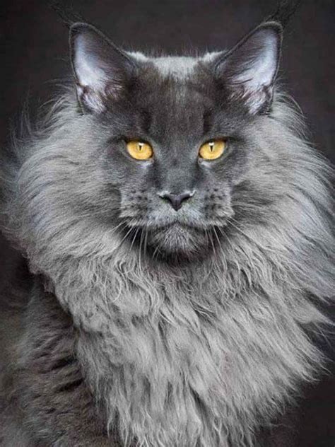 The Grey Maine Coon Maine Coon Expert