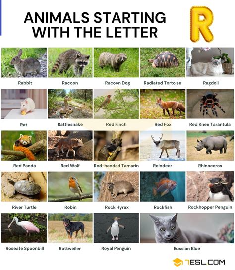 Animals that Start with R: Names of 24 Animals Starting with R • 7ESL