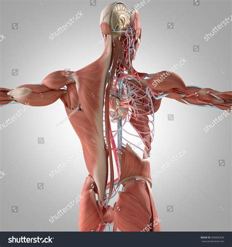 Human Anatomy Back 3d Illustration Muscular Stock Illustration