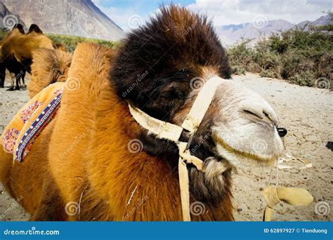 The Double Hump Bactrian Camels Stock Image Image Of North 19th