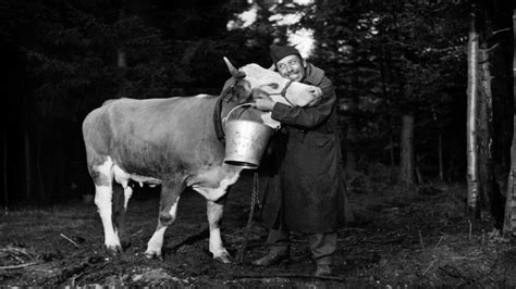 Qu'est Devenue Marguerite La Vache Et Le Prisonnier - La Vache et le Prisonnier, un film de 1959 - Vodkaster