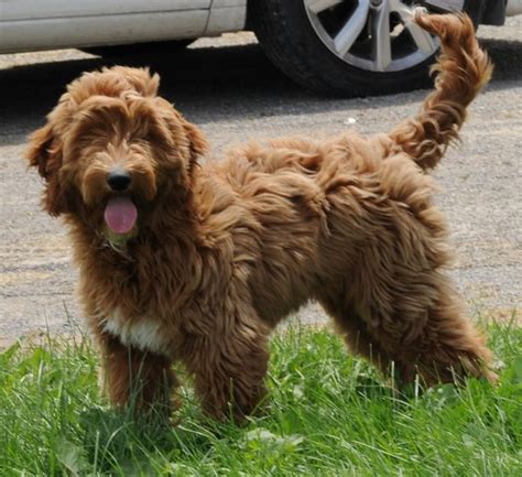 F1 mini goldendoodle puppy in light golden color example. mini-goldendoodle-2 - SwissRidge Kennels