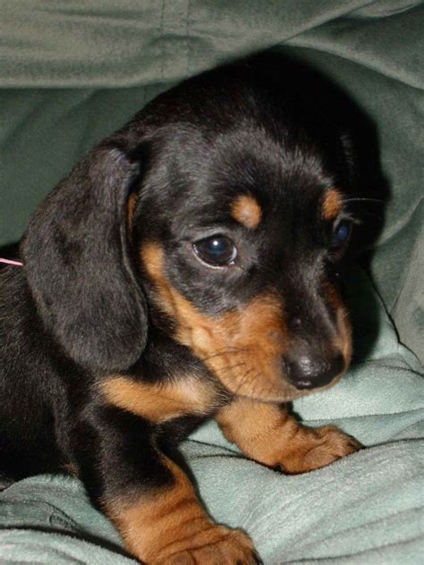 27 Dachshund Puppy Black And Tan Picture Bleumoonproductions