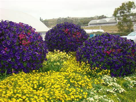 A great online gift shop. More photos from EuroAmerican Propagators. Garden Gateway ...