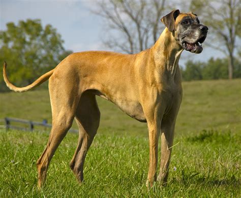 Great Dane Dog Breed Information A Guide To This Giant Breed