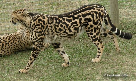 The Elvis Of Cheetahs African Wildlife Foundation