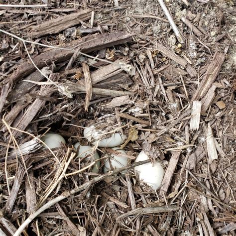 I Found A Ducks Nest With Eggs Thriftyfun