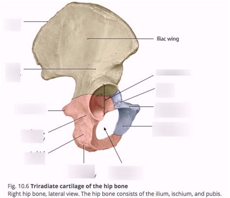 Right Hip Bone Lateral View Diagram Quizlet