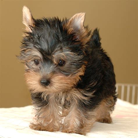 Our adoptions staff will be in touch. Yorkie Puppies For Adoption