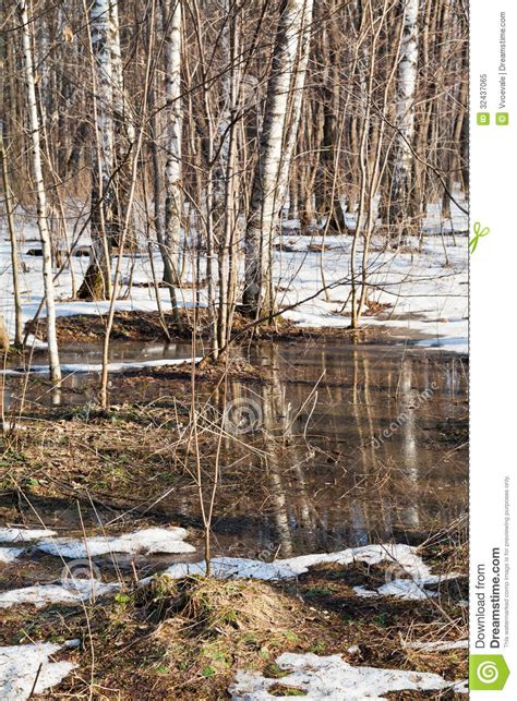 Snow Melting In Birch Forest Stock Image Image Of Thaw Morning 32437065