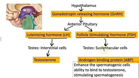 hormonal regulation of the male reproductive system youtube