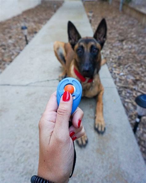 How To Start An Effective Clicker Training Dog Clicker Training Dog