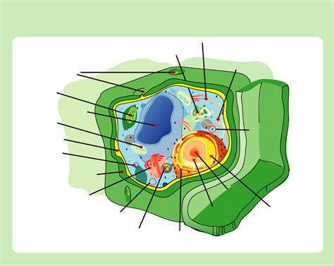 Structure Of A Plant Cell A Visual Guide Owlcation