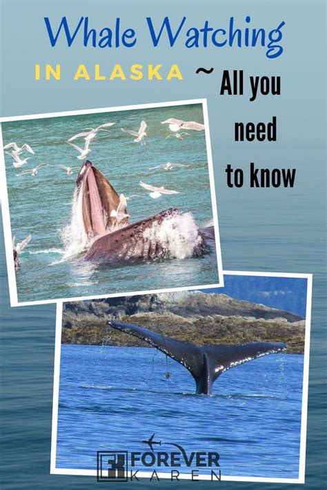 Juneau Whale Watching Tours ~ Whales In Alaska Whale Watching Tours
