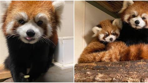 The Toronto Zoo Just Announced The Loss Of Their Mama Red Panda Narcity