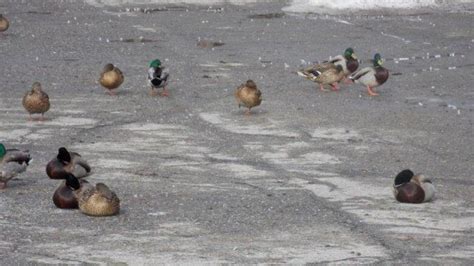 Ducks In Cranbrook Mall Parking Lot Causing Problems Cbc News