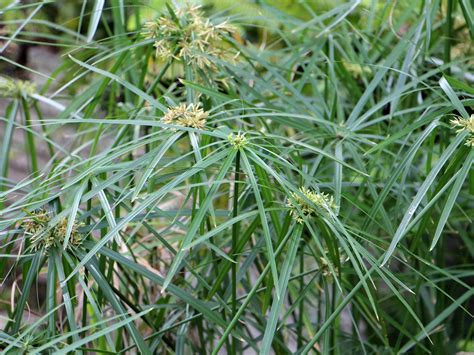 Cyperus Alternifolius L Plants Of The World Online Kew Science